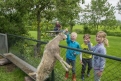 Boerderij Hazenveld mini-camping/B&B*** in 3628 Kockengen / Utrecht / Netherlands