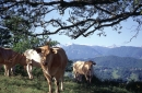 Cows and Mountains