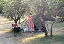 Shade of olive-trees