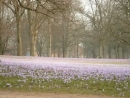 Krokusblüte im Husumer Schlosspark
