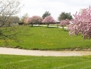 Springtime at Amishville