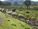the sheep and goats from Manuel come every day