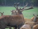 Rothirsch in Aktion im angrenzenden Wildpark