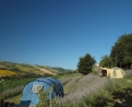 Agricamp Lavanda Blu in 63030 Carassai / Italy