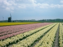 bollenveld