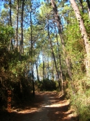 Einer der kurzen Waldwege zum Strand